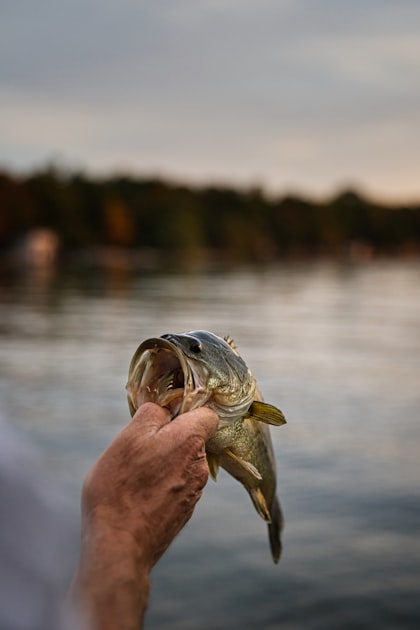 Your Guide to River Fishing